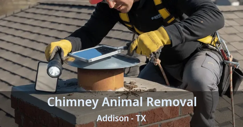Chimney Animal Removal Addison - TX